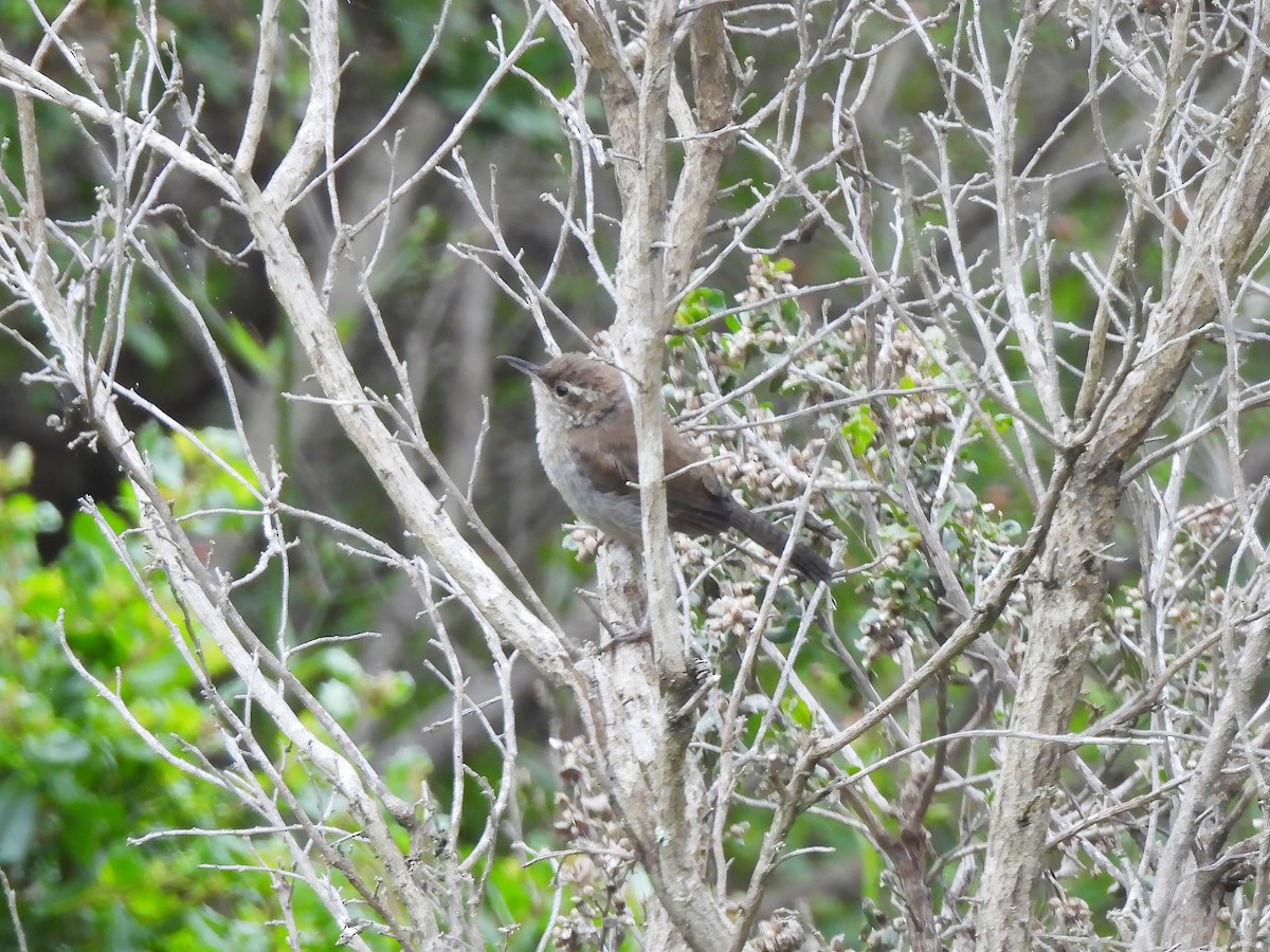 Bewick's Wren - ML620201641