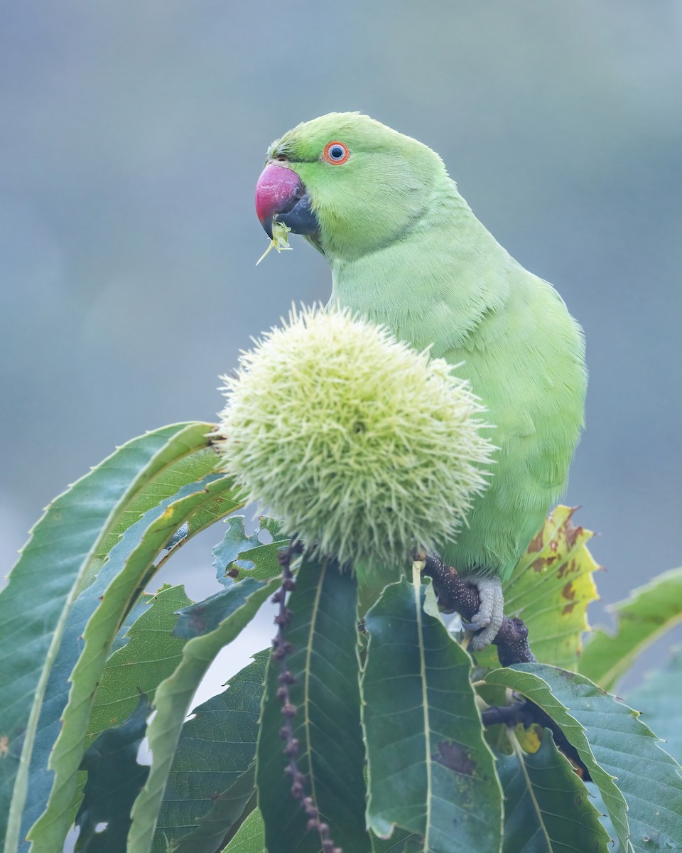 Rose-ringed Parakeet - ML620201643