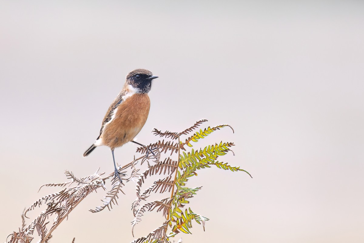 European Stonechat - ML620201647