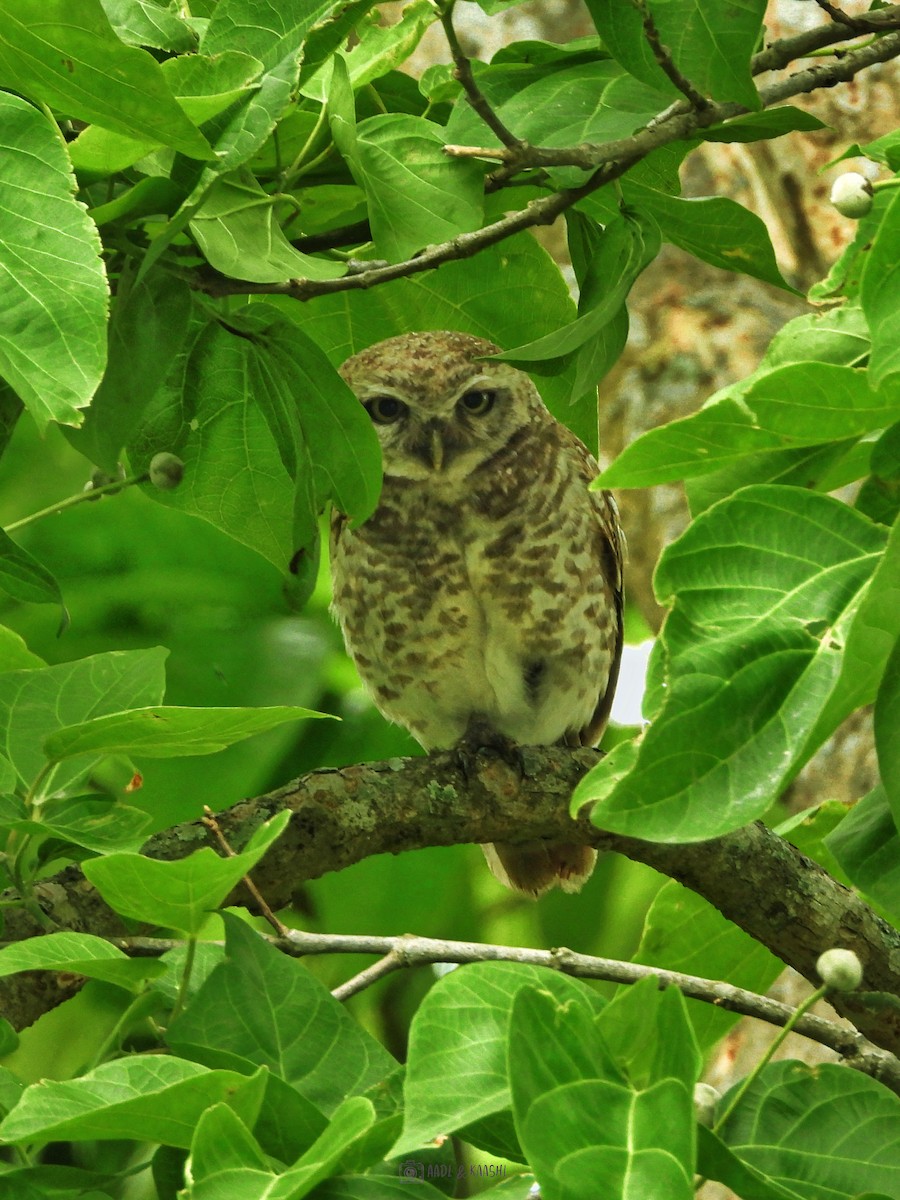 Spotted Owlet - ML620201648