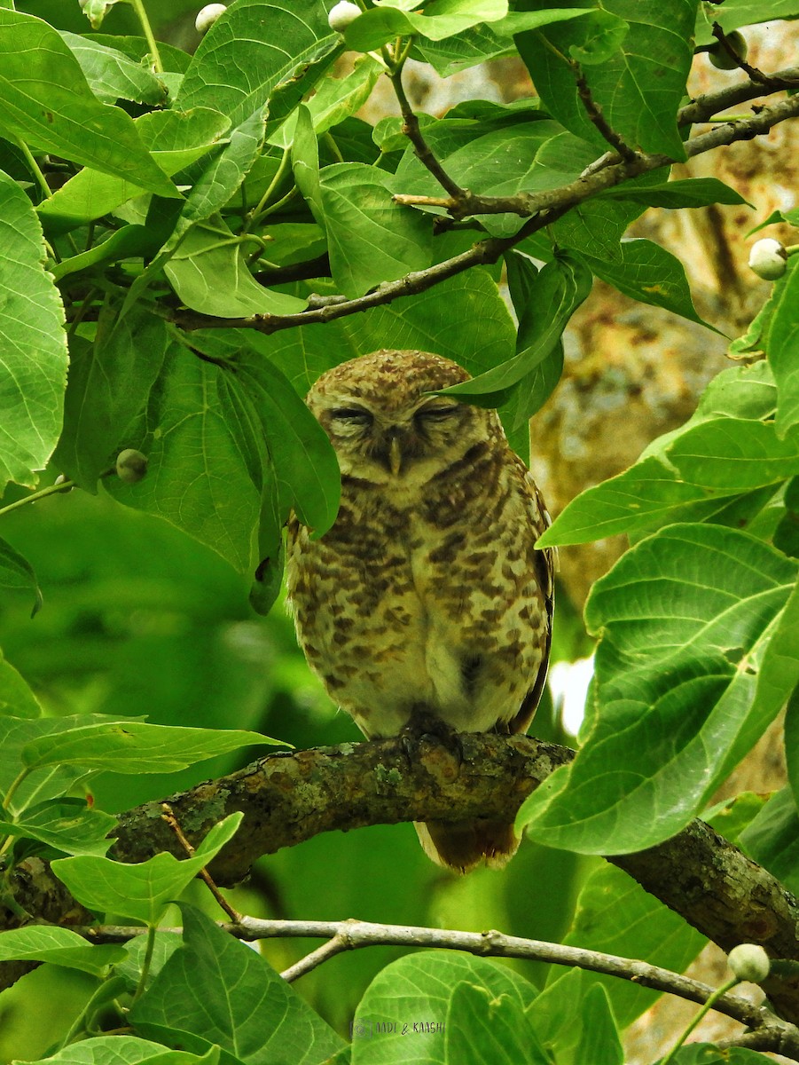 Spotted Owlet - ML620201649