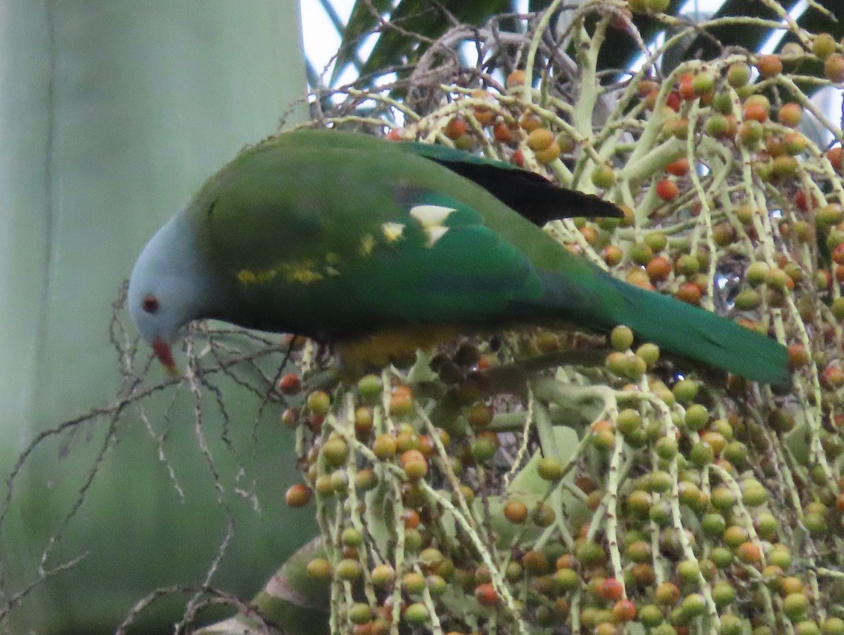 Wompoo Fruit-Dove - Sue Beatty