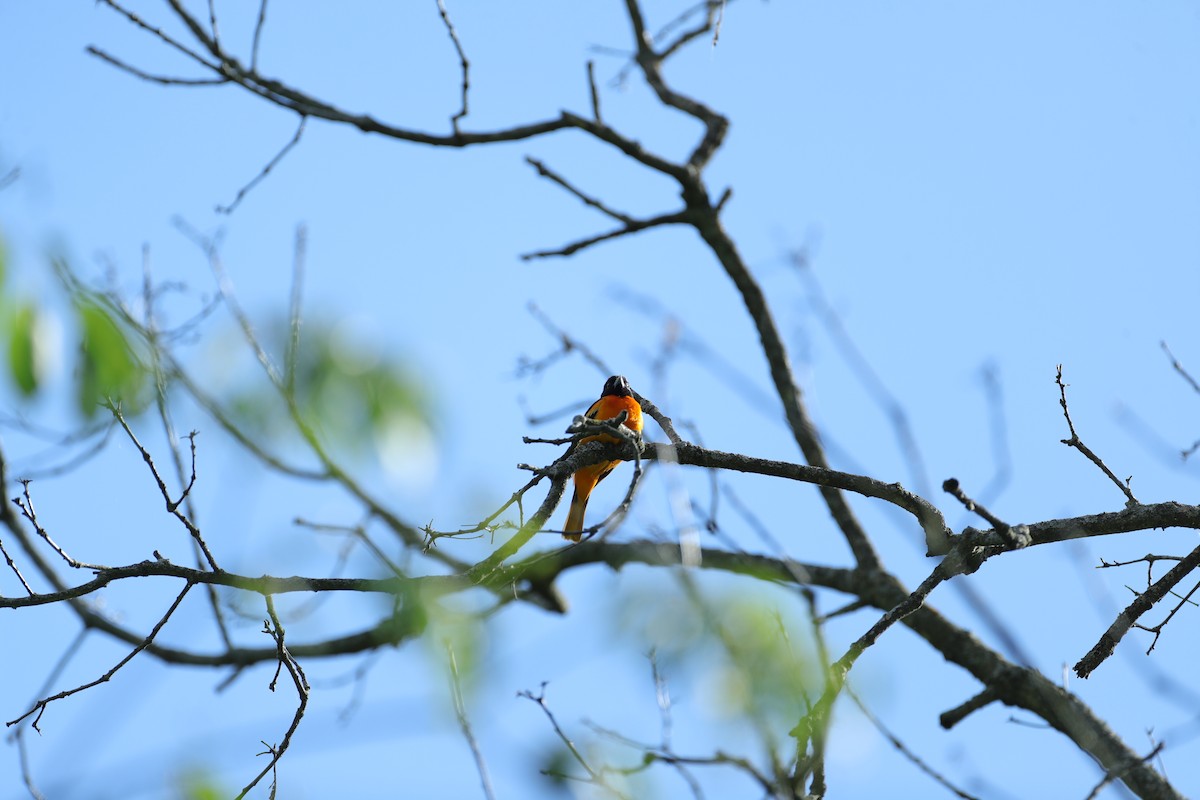 Baltimore Oriole - ML620201655