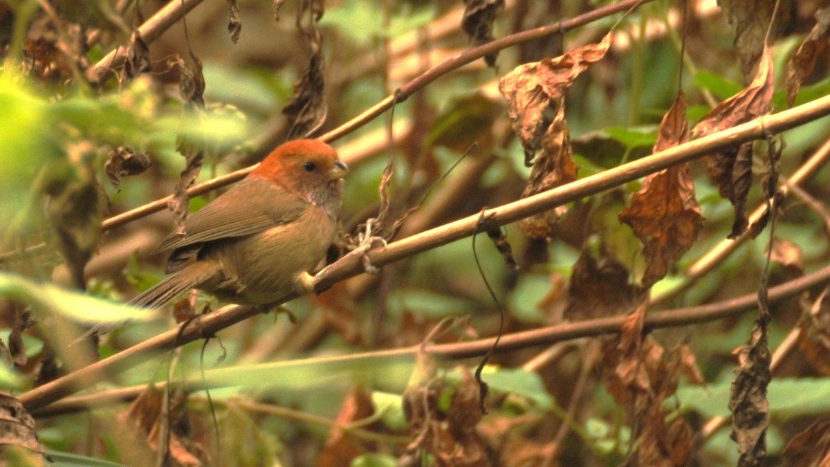 Ashy-throated Parrotbill - ML620201659