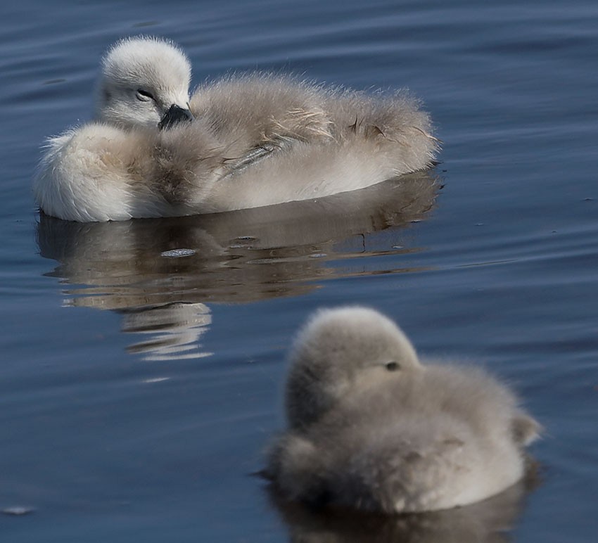 Mute Swan - ML620201661