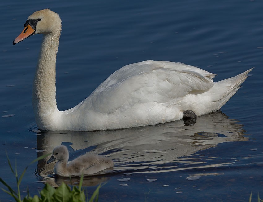 Mute Swan - ML620201664