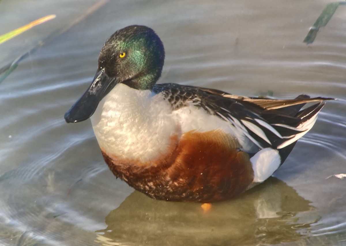 Northern Shoveler - ML620201665