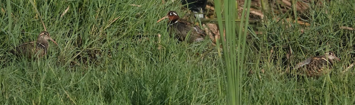 Greater Painted-Snipe - ML620201679