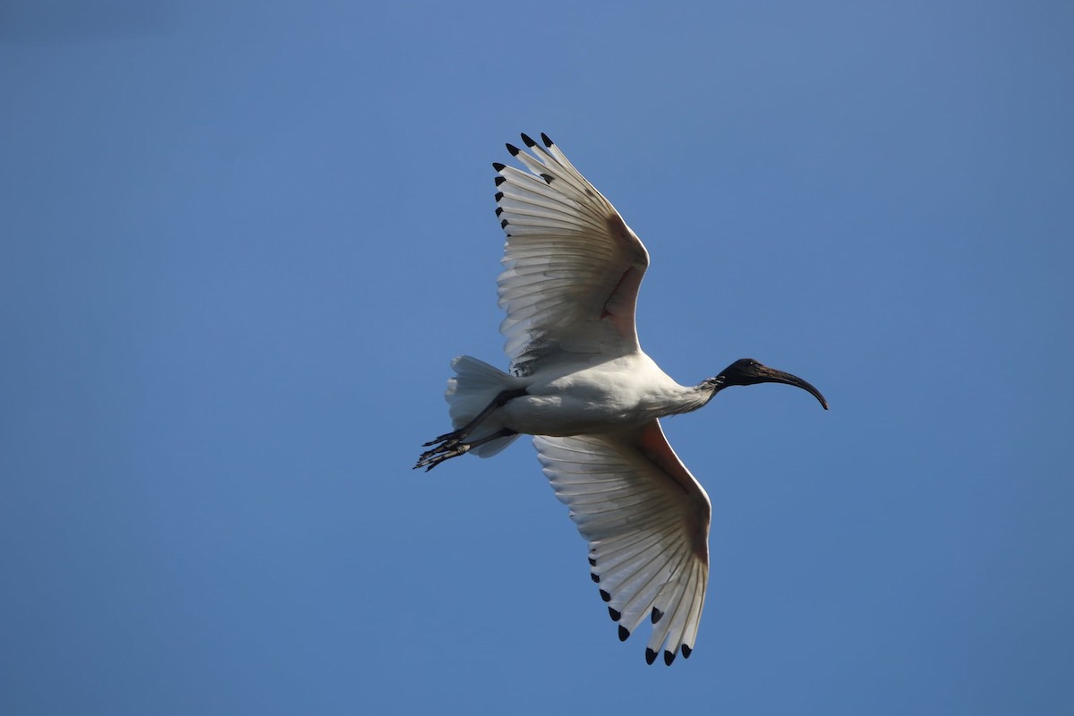 ibis australský - ML620201689
