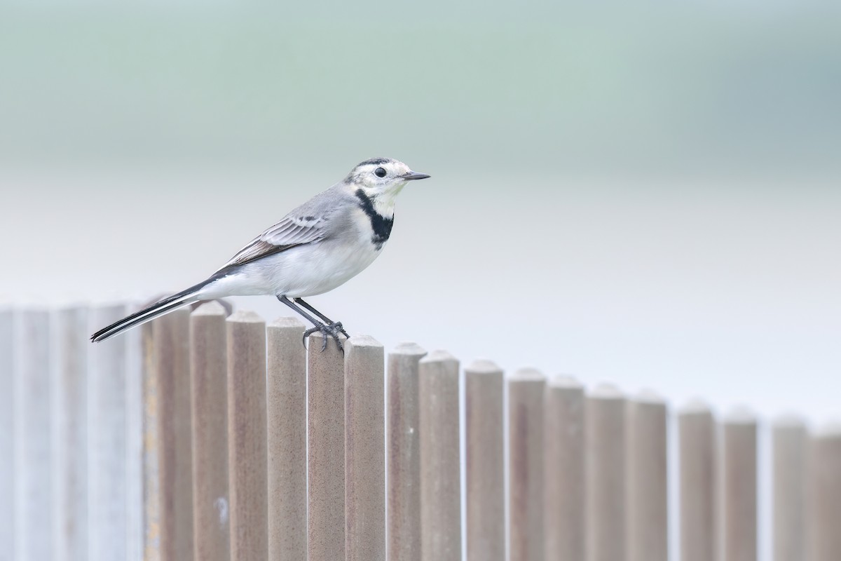 White Wagtail - ML620201692