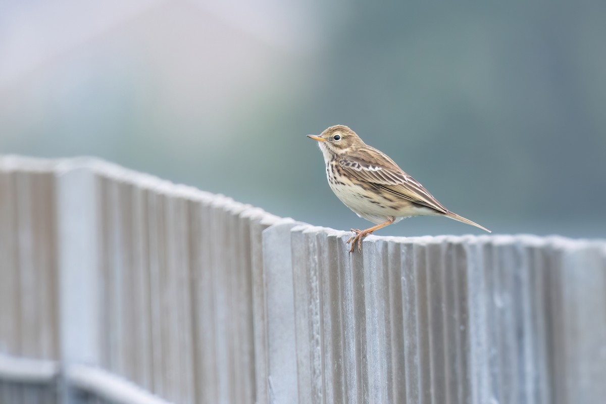 Meadow Pipit - ML620201694