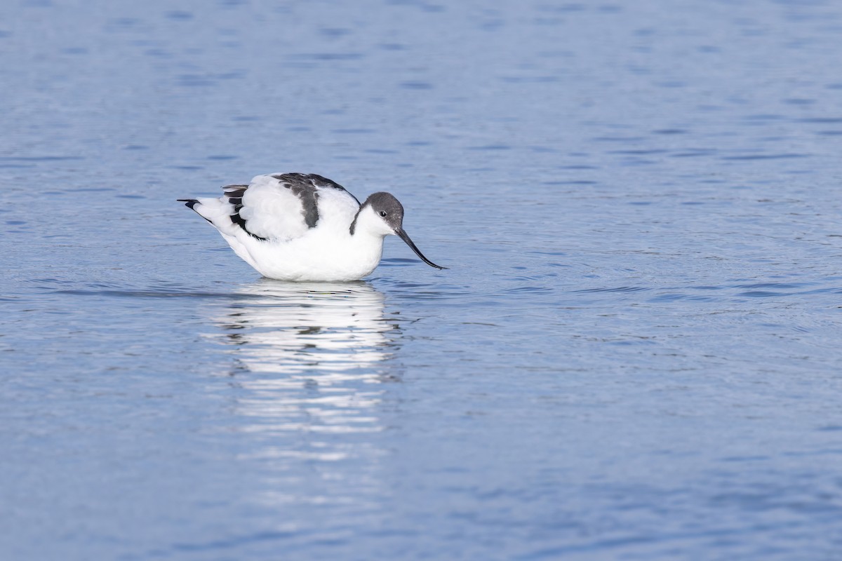 Pied Avocet - Max Khoo