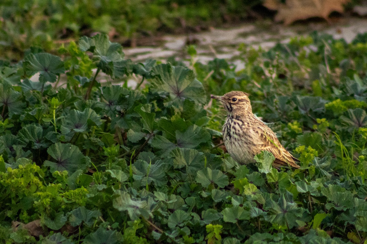 Crested Lark - ML620201708