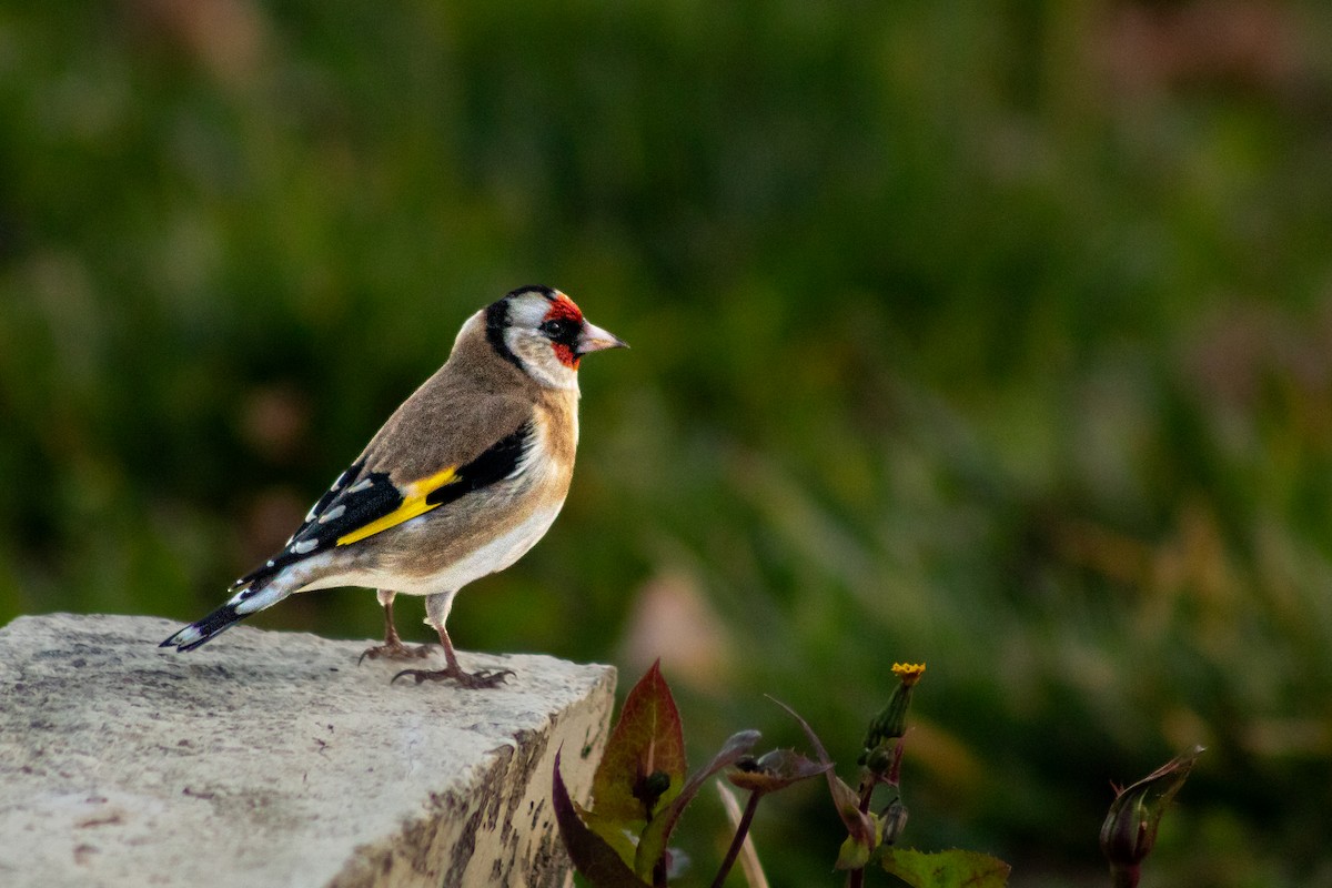 European Goldfinch - ML620201715