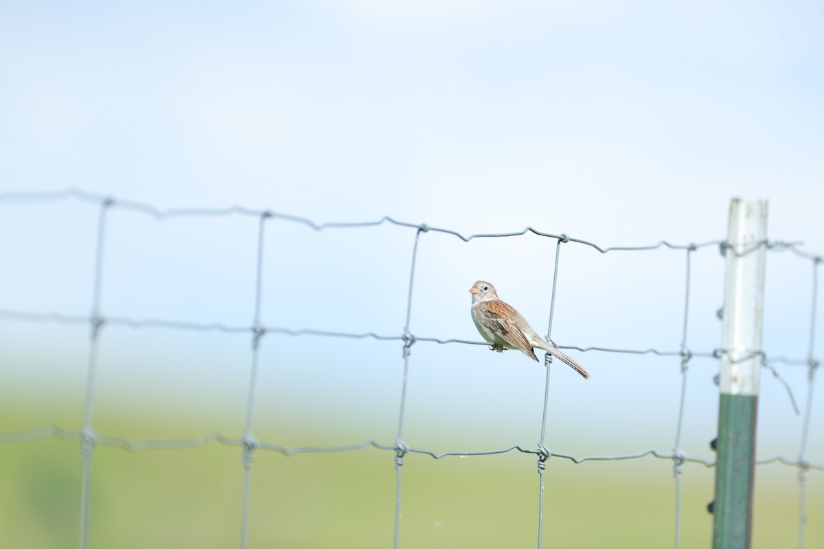 Field Sparrow - ML620201720