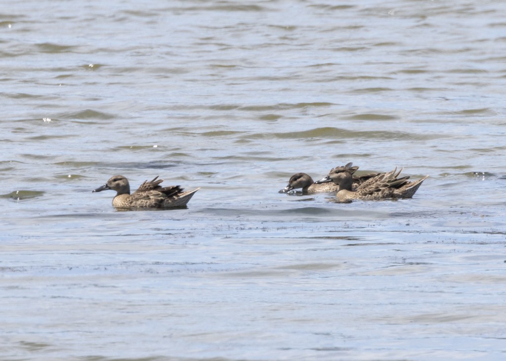 Blue-winged/Cinnamon Teal - ML620201721