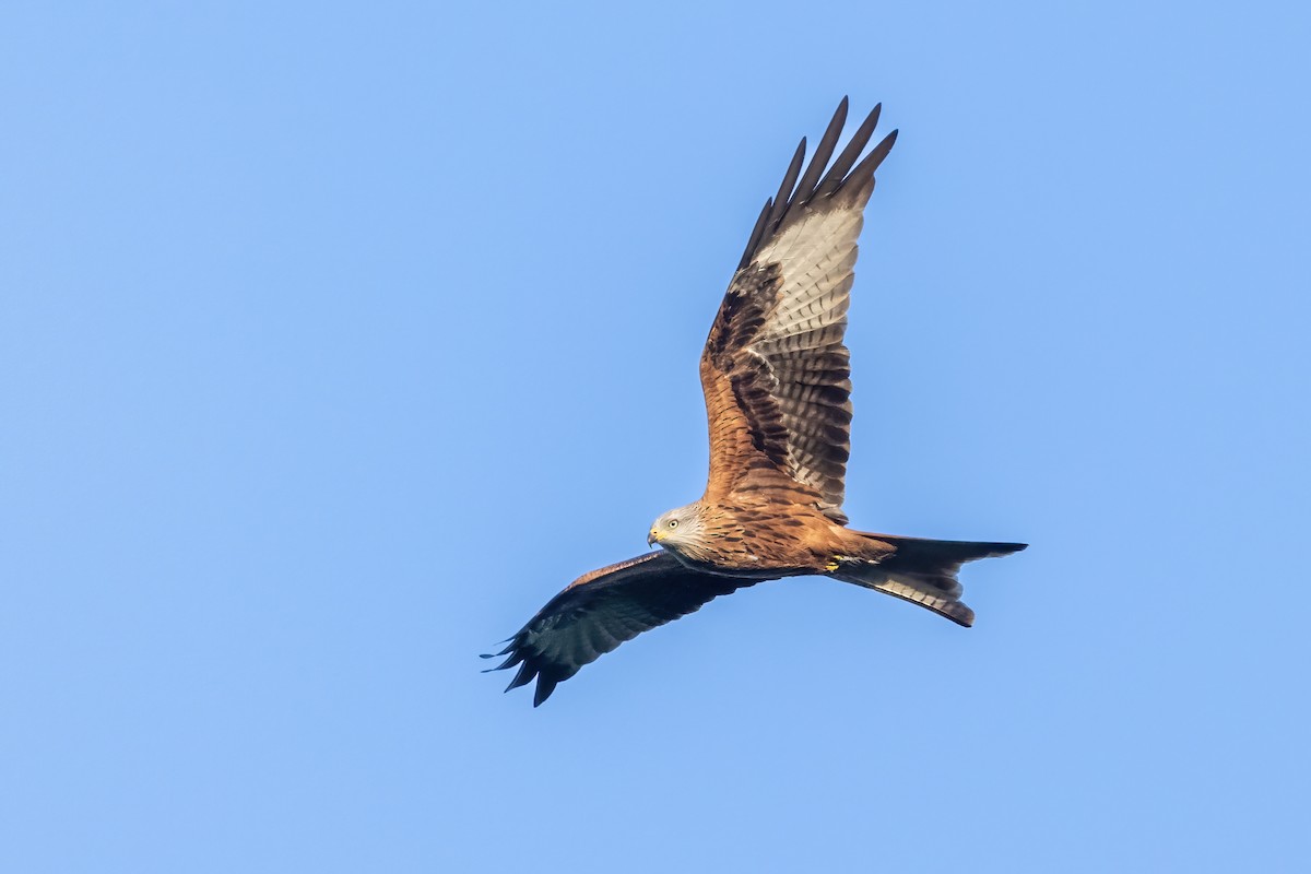 Red Kite - ML620201725