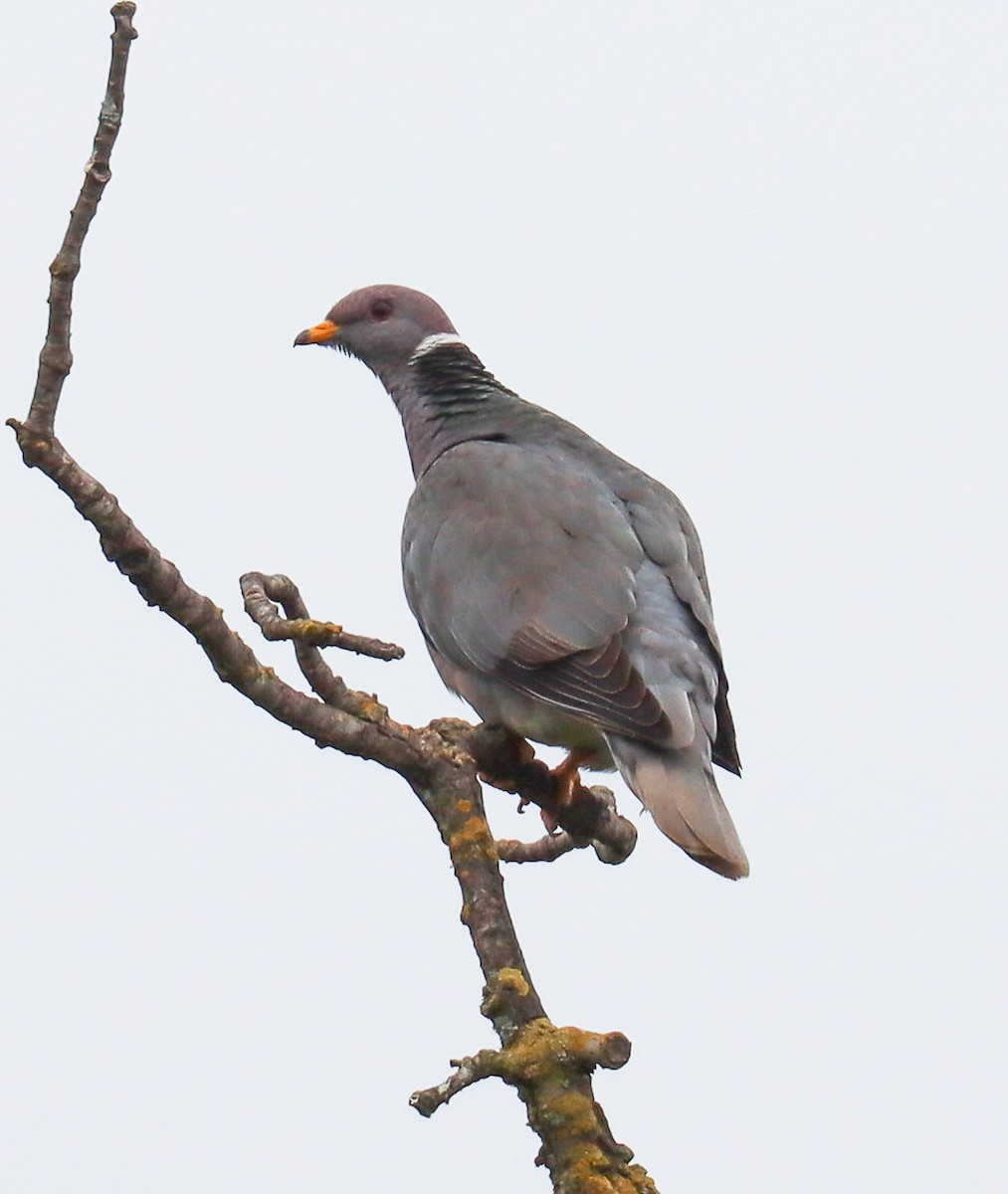 Band-tailed Pigeon - ML620201728