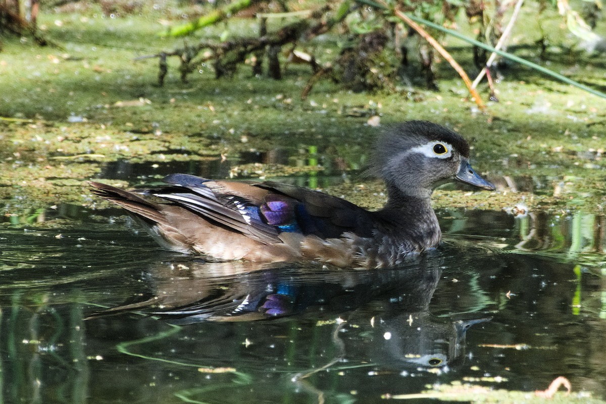 Wood Duck - ML620201730