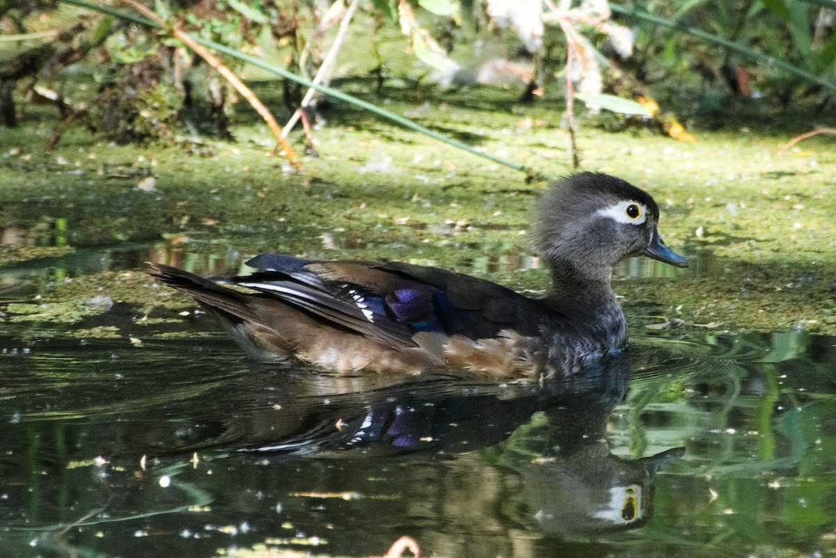 Wood Duck - ML620201731