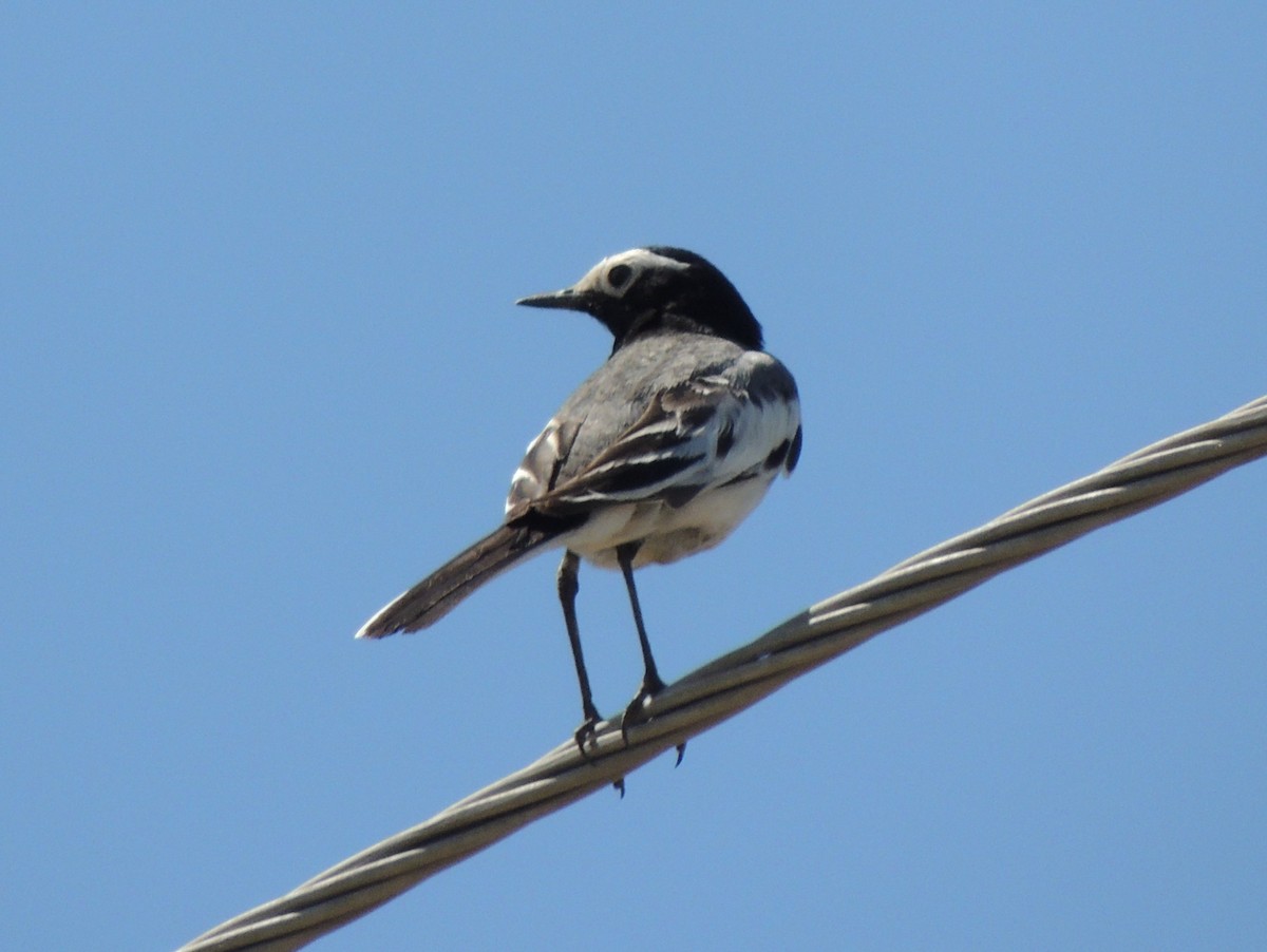 White Wagtail (Masked) - ML620201733