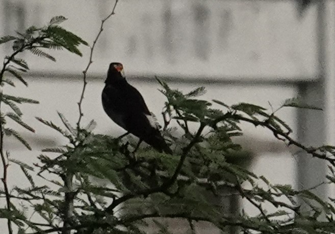 Indian Pied Starling - ML620201746