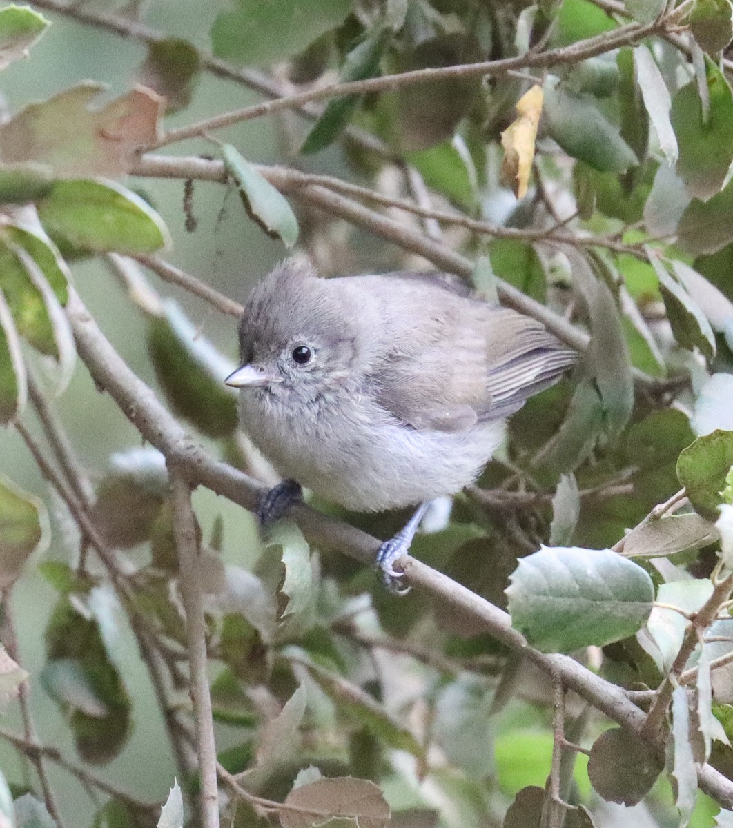 Oak Titmouse - ML620201750