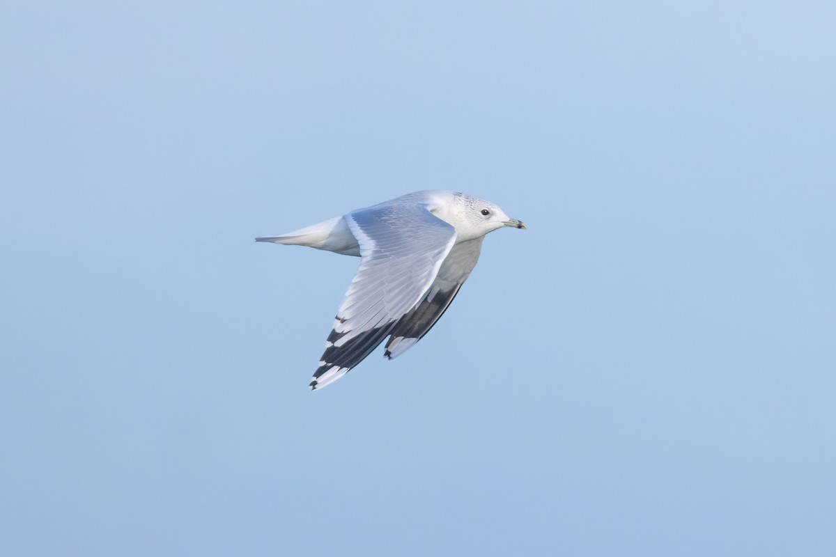 Common Gull - ML620201752