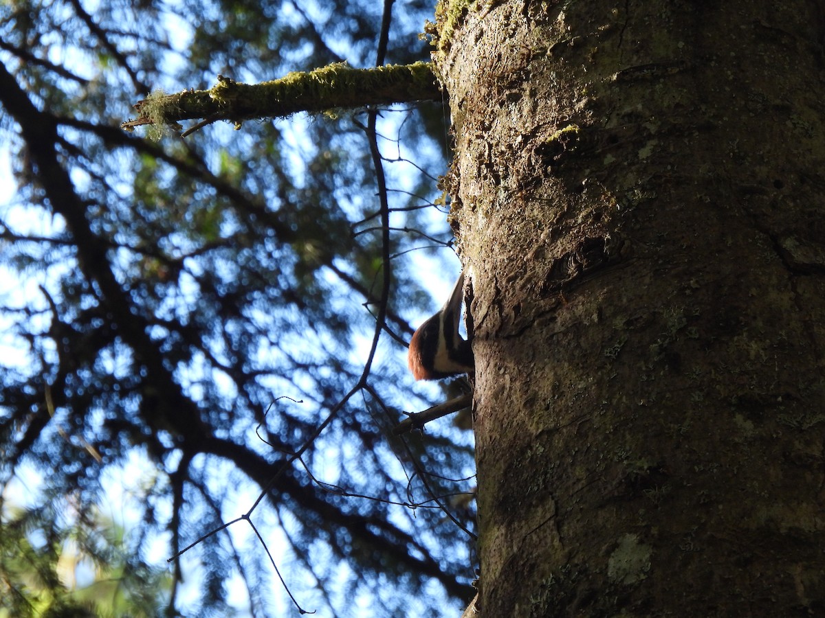 Pileated Woodpecker - ML620201753