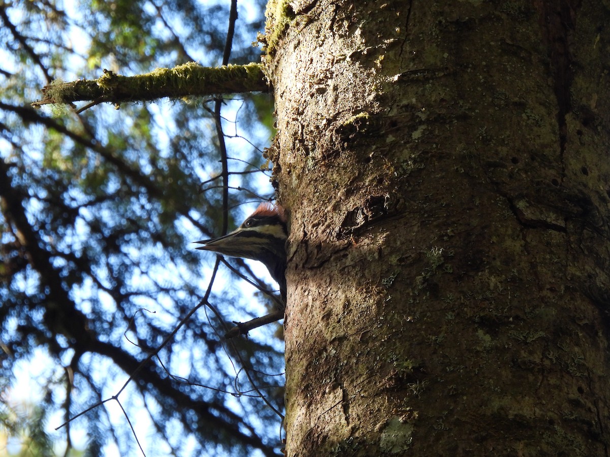 Pileated Woodpecker - ML620201754