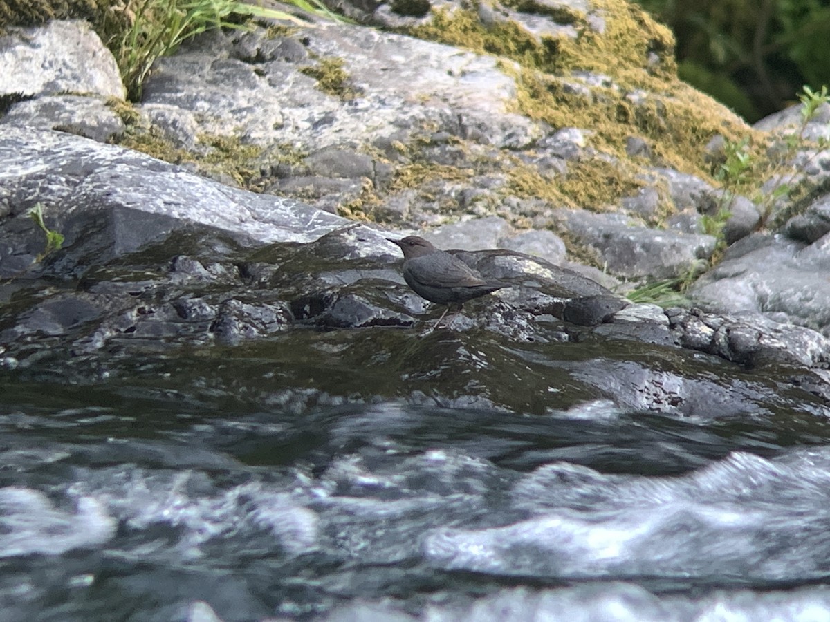 American Dipper - ML620201756