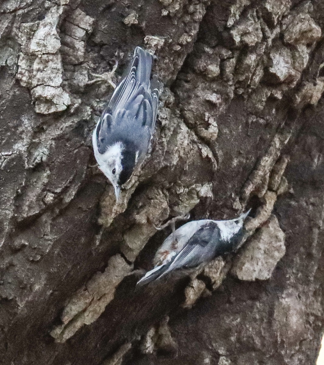 White-breasted Nuthatch - ML620201758