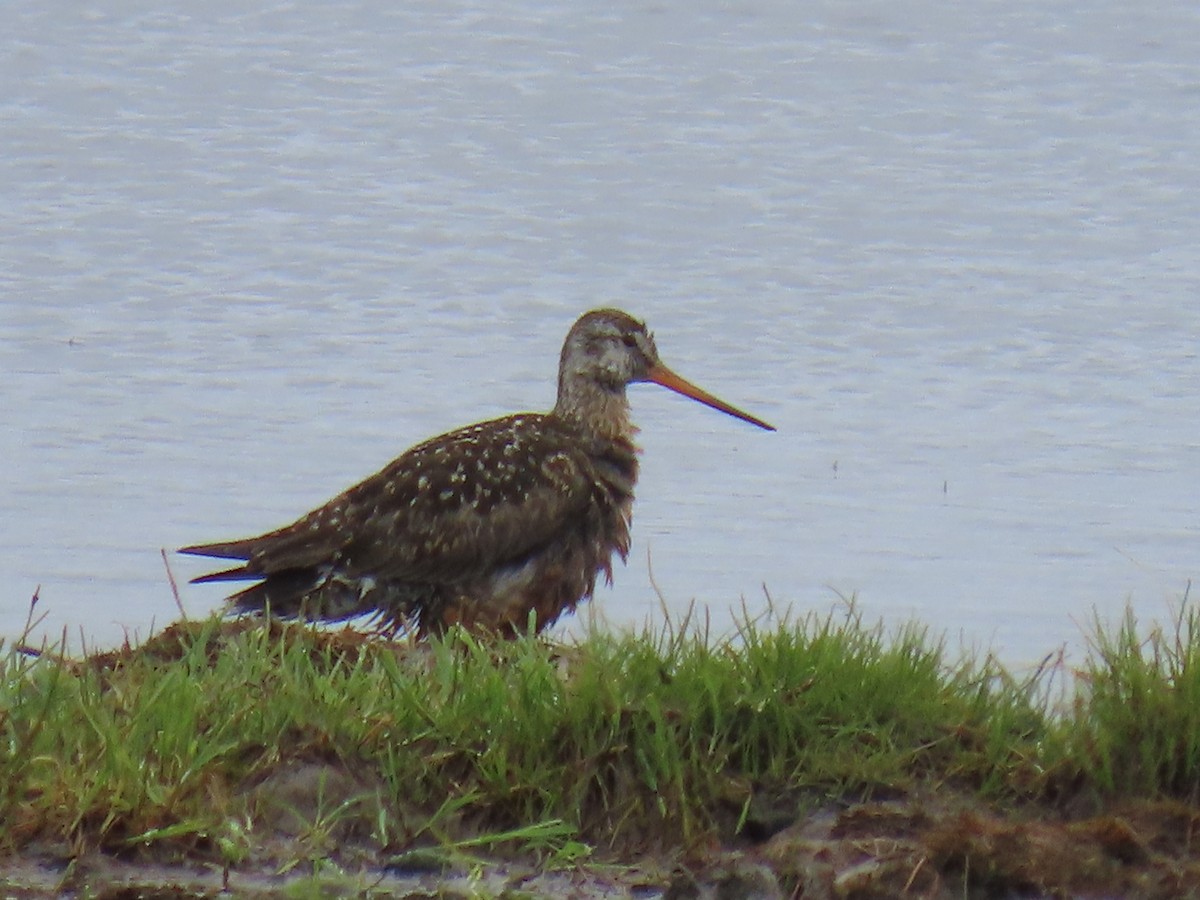 Hudsonian Godwit - ML620201759