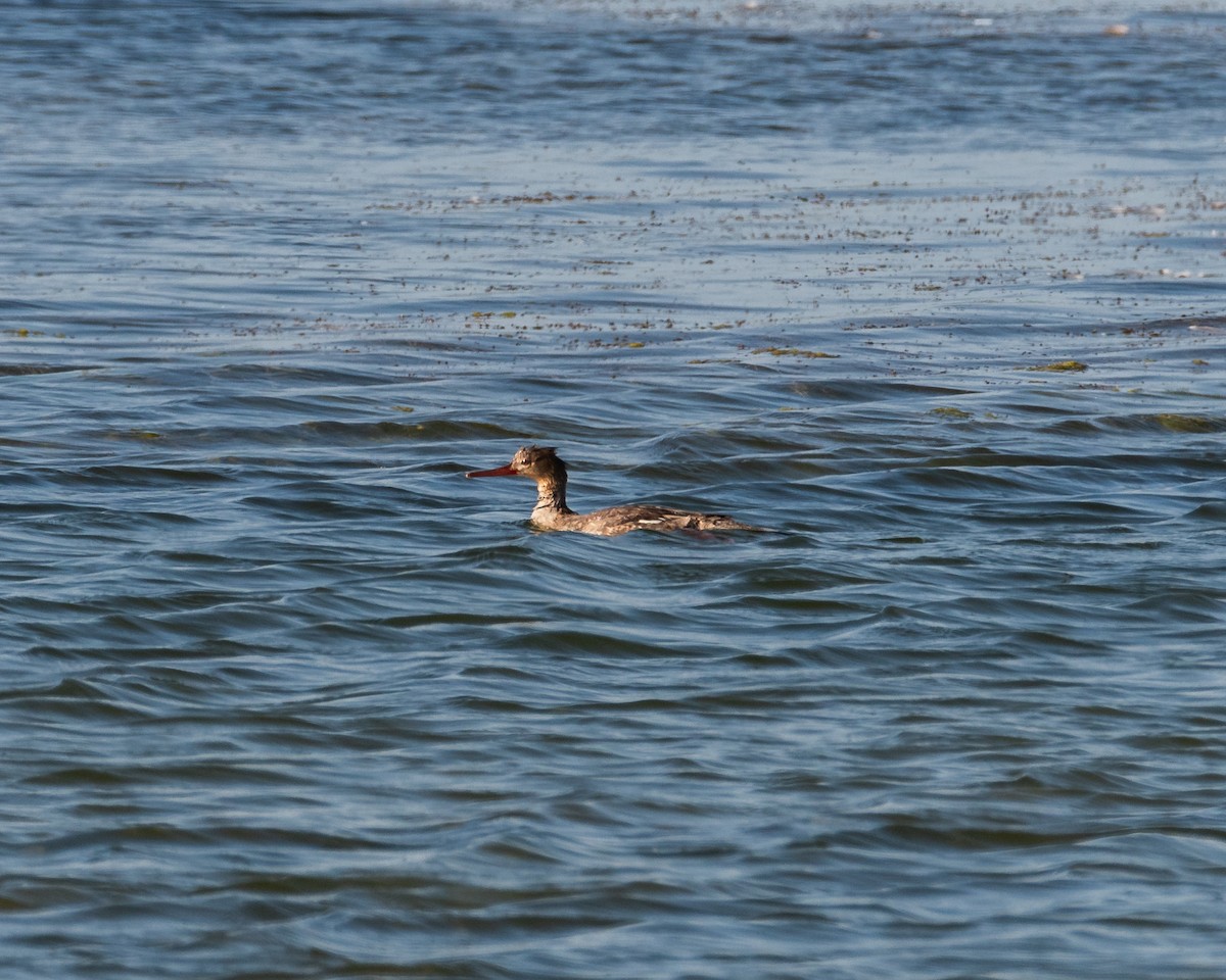 Red-breasted Merganser - ML620201762