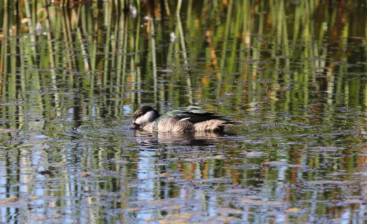 Green Pygmy-Goose - ML620201773