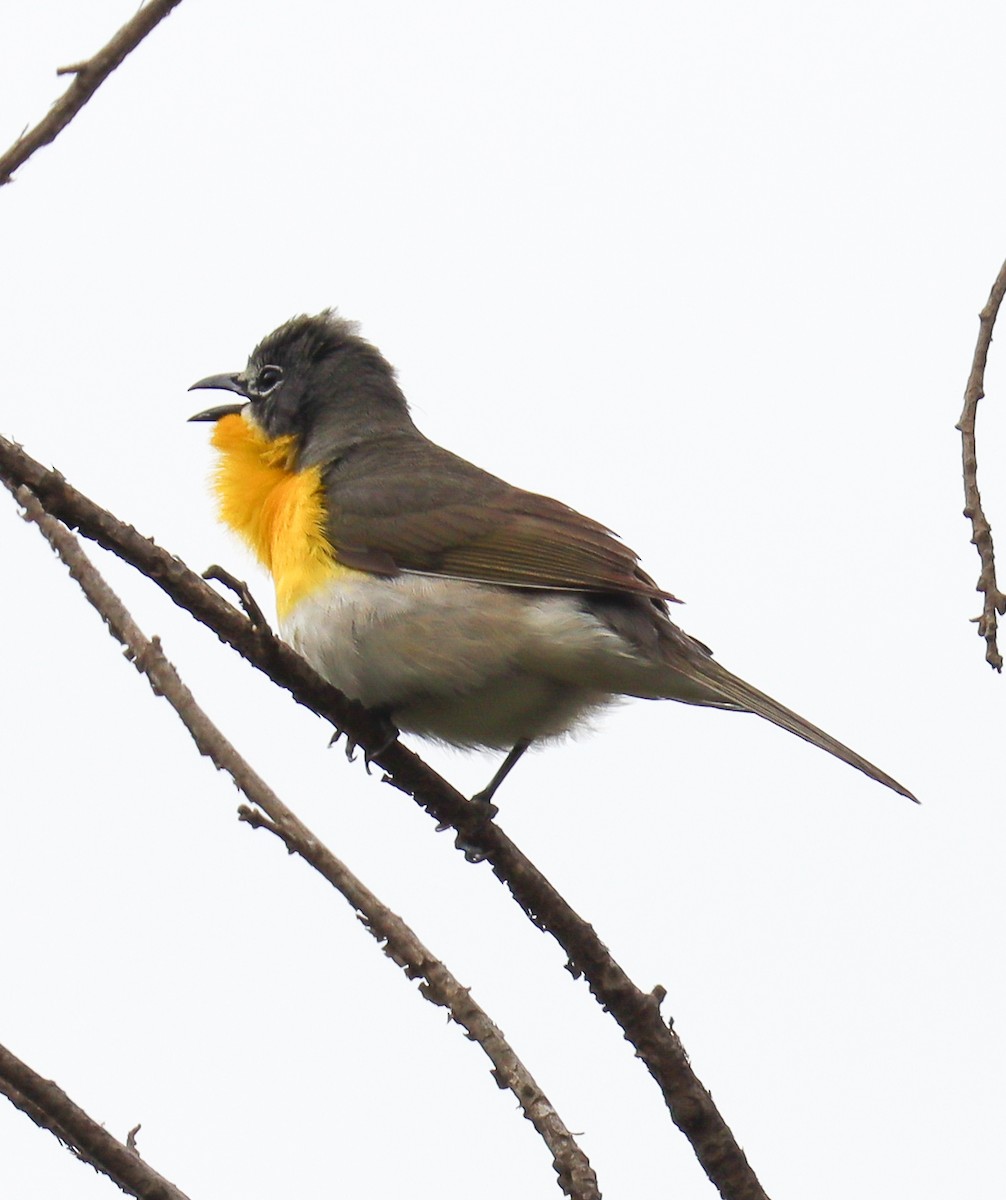 Yellow-breasted Chat - ML620201774
