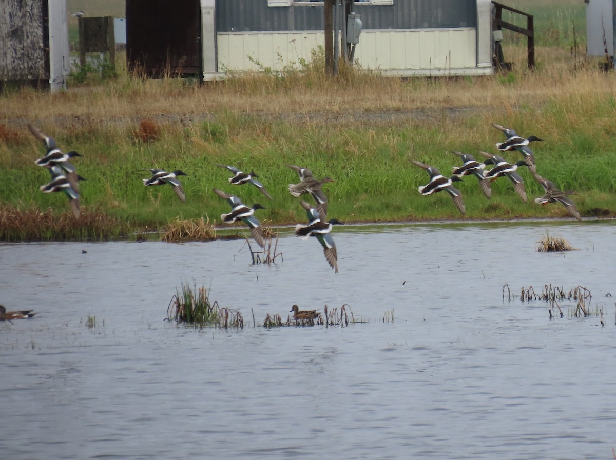 Northern Shoveler - ML620201775