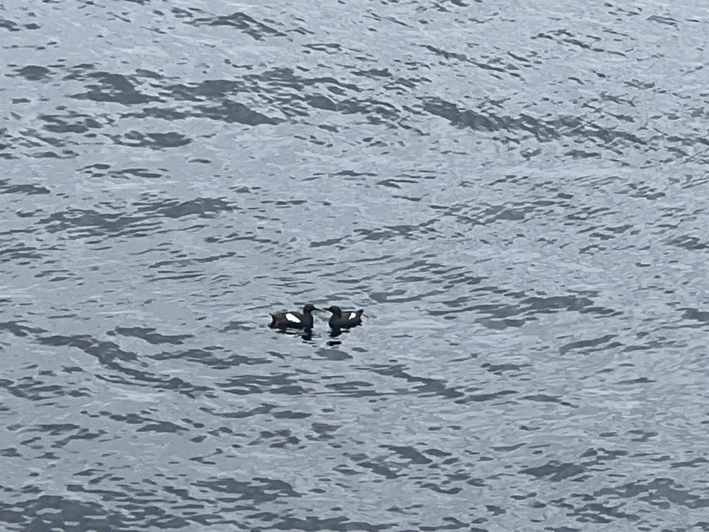 Pigeon Guillemot - ML620201777