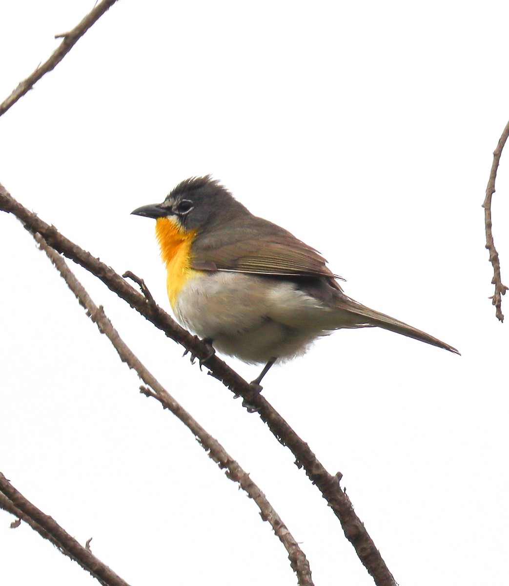 Yellow-breasted Chat - ML620201778