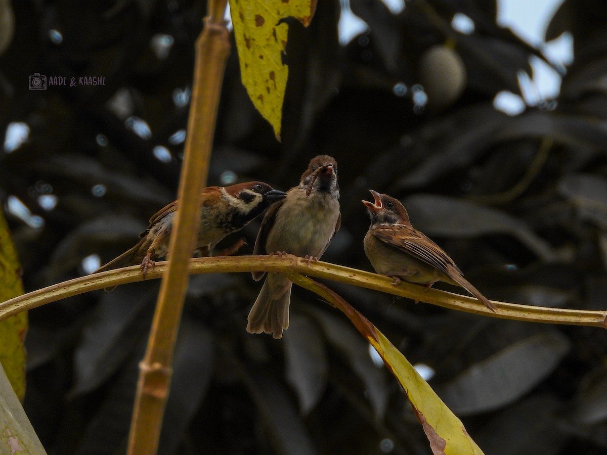 Eurasian Tree Sparrow - ML620201779