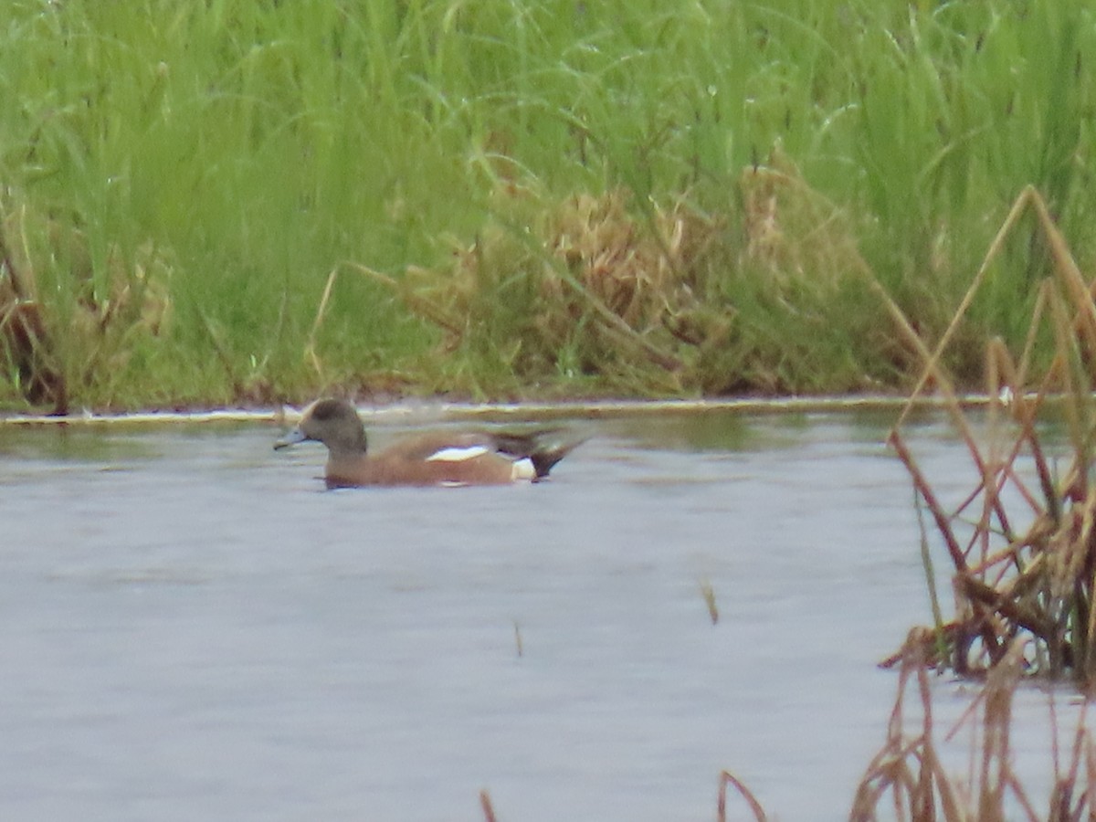 American Wigeon - ML620201780