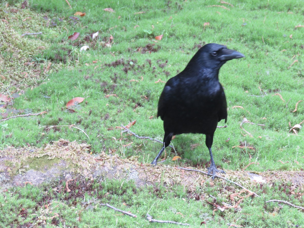 Carrion Crow - ML620201795