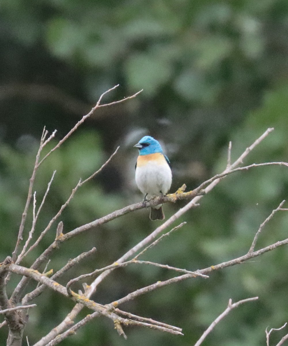 Lazuli Bunting - ML620201799