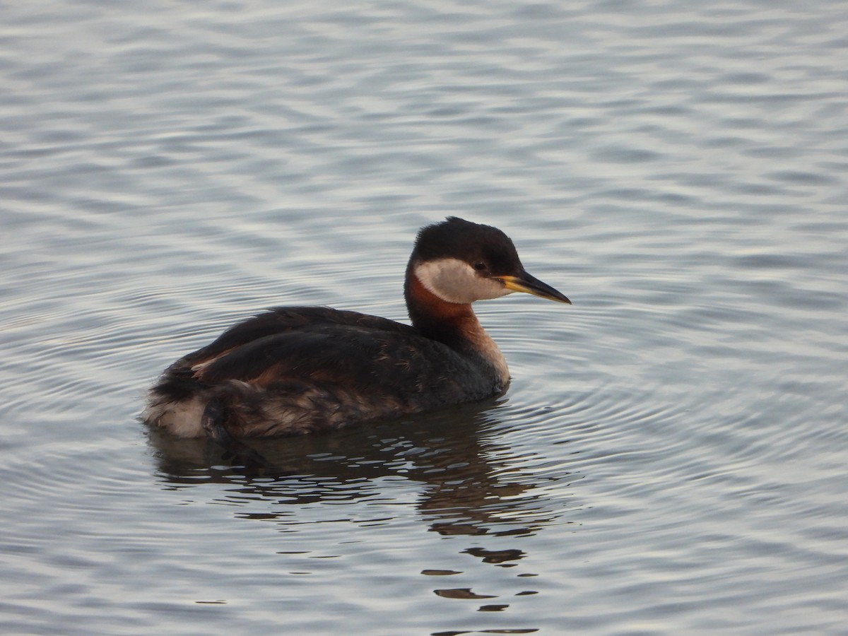 Red-necked Grebe - ML620201801