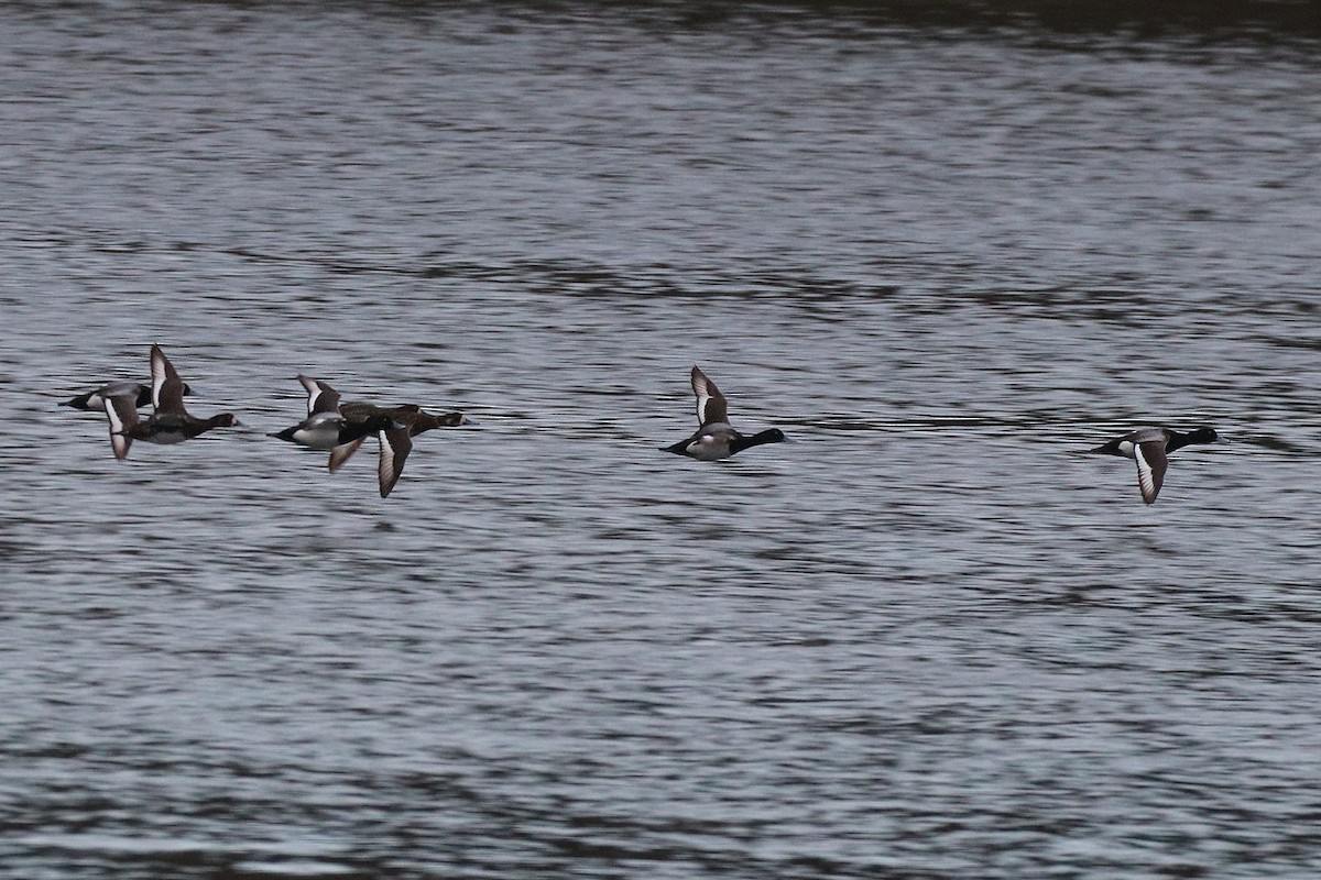 Greater Scaup - ML620201802