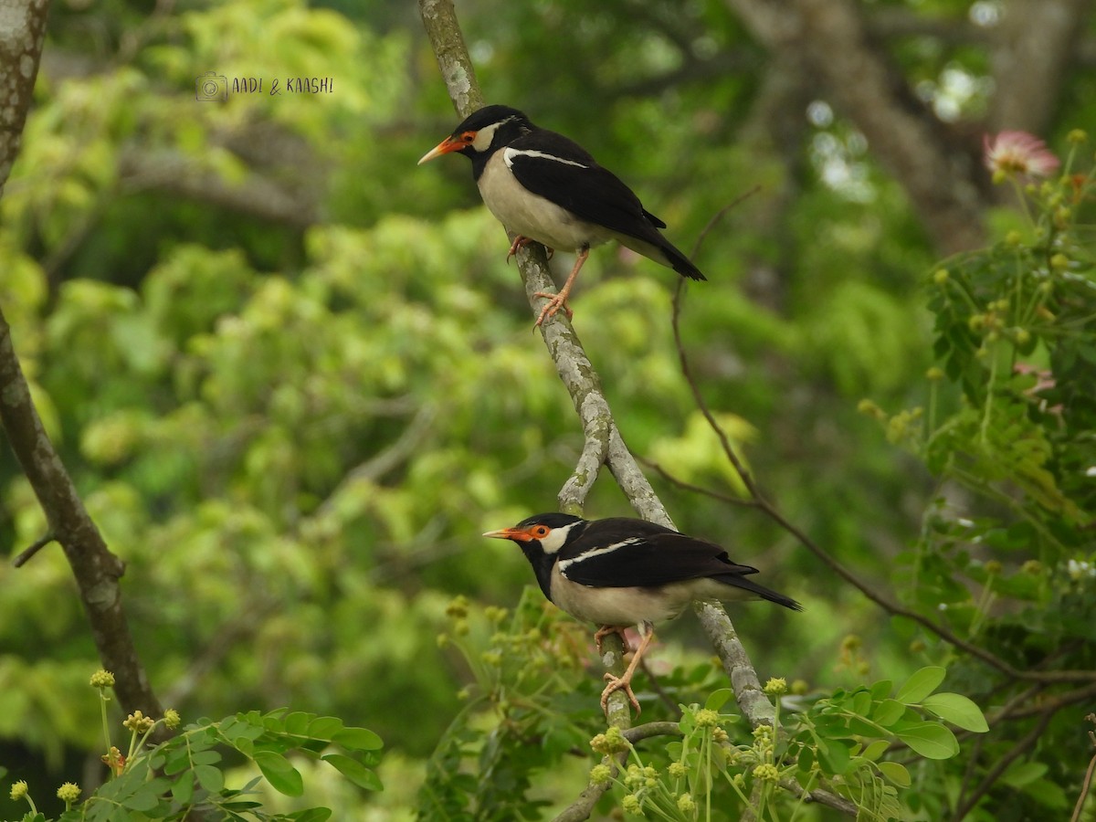 Indian Pied Starling - ML620201803