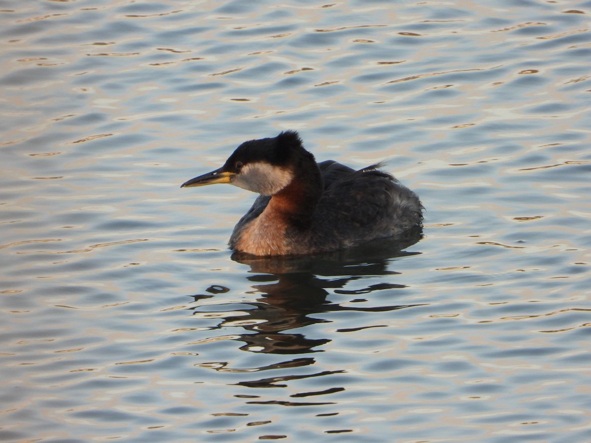 Red-necked Grebe - ML620201805