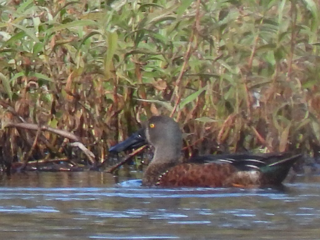 Halbmond-Löffelente - ML620201809