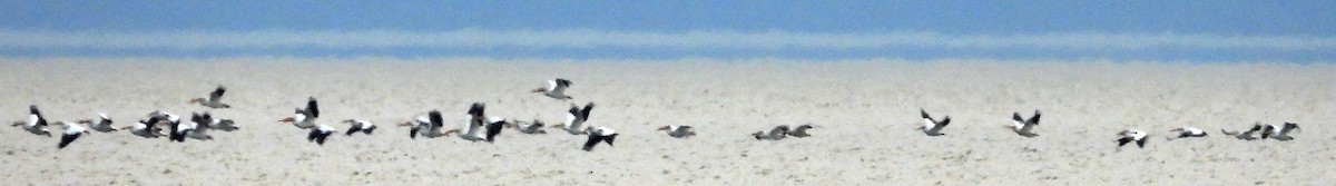 American White Pelican - ML620201815