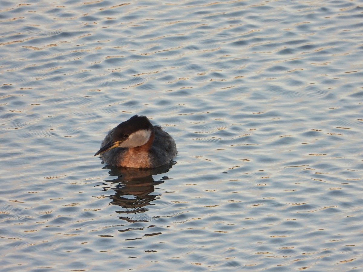 Red-necked Grebe - ML620201817